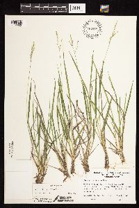 Dichanthelium perlongum image