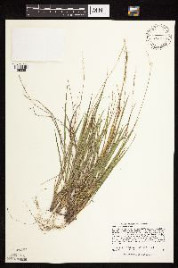 Dichanthelium linearifolium image