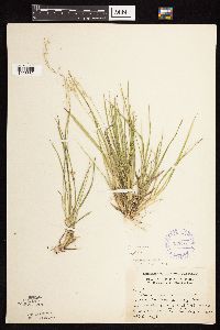 Dichanthelium linearifolium image