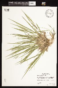 Dichanthelium linearifolium image