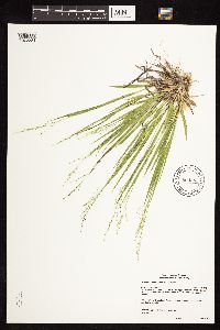 Dichanthelium linearifolium image