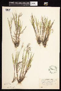 Dichanthelium wilcoxianum image