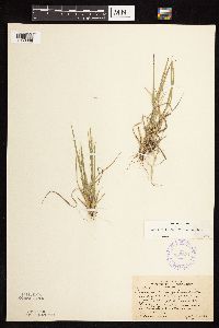 Dichanthelium linearifolium image