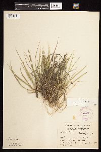 Dichanthelium linearifolium image
