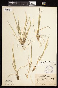 Dichanthelium linearifolium image