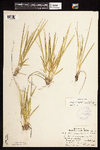 Dichanthelium linearifolium image