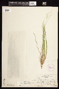 Dichanthelium linearifolium image