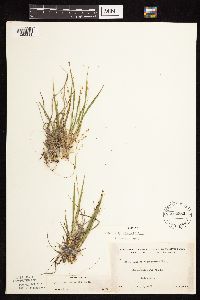 Dichanthelium linearifolium image