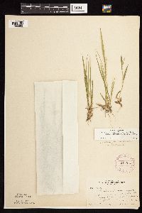 Dichanthelium linearifolium image