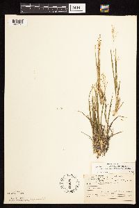 Dichanthelium linearifolium image