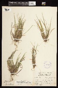 Dichanthelium linearifolium image