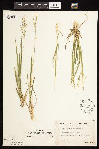 Dichanthelium linearifolium image