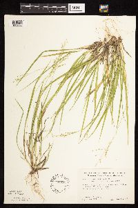 Dichanthelium linearifolium image