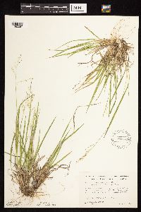 Dichanthelium linearifolium image