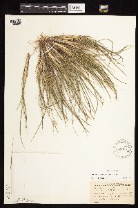 Dichanthelium perlongum image