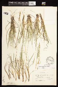 Dichanthelium perlongum image