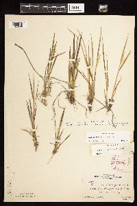 Dichanthelium perlongum image