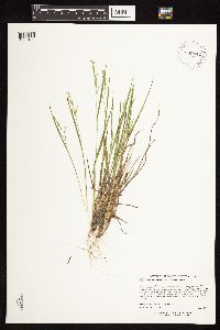 Dichanthelium perlongum image