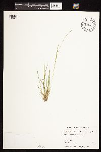 Dichanthelium depauperatum image