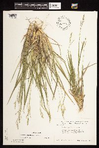 Dichanthelium perlongum image