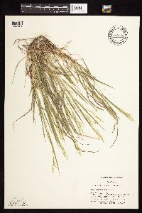 Dichanthelium perlongum image