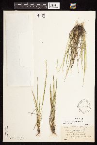 Dichanthelium perlongum image