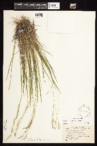 Dichanthelium perlongum image