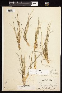 Dichanthelium perlongum image