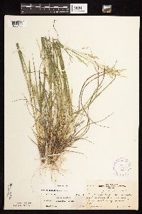 Dichanthelium perlongum image