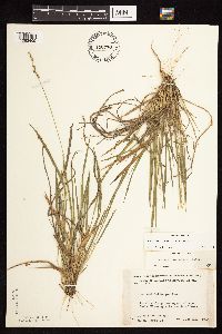 Dichanthelium perlongum image