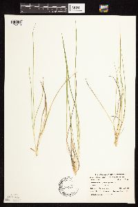 Dichanthelium perlongum image