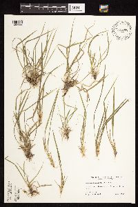 Dichanthelium linearifolium image