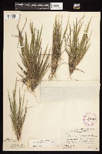 Dichanthelium perlongum image