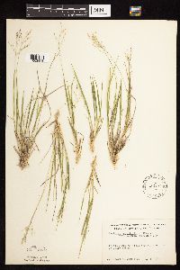 Dichanthelium linearifolium image