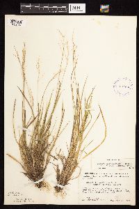 Dichanthelium linearifolium image