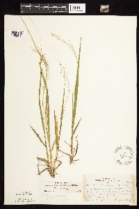 Dichanthelium linearifolium image