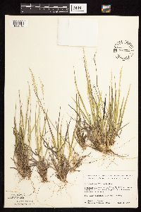 Dichanthelium linearifolium image