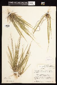 Dichanthelium linearifolium image
