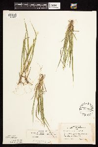 Dichanthelium linearifolium image