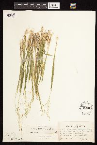 Dichanthelium linearifolium image