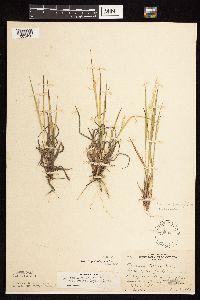 Dichanthelium linearifolium image