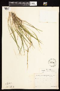 Dichanthelium linearifolium image