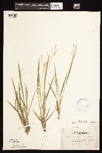 Dichanthelium linearifolium image