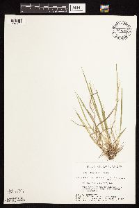 Dichanthelium linearifolium image