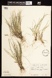 Dichanthelium perlongum image