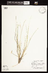 Dichanthelium perlongum image