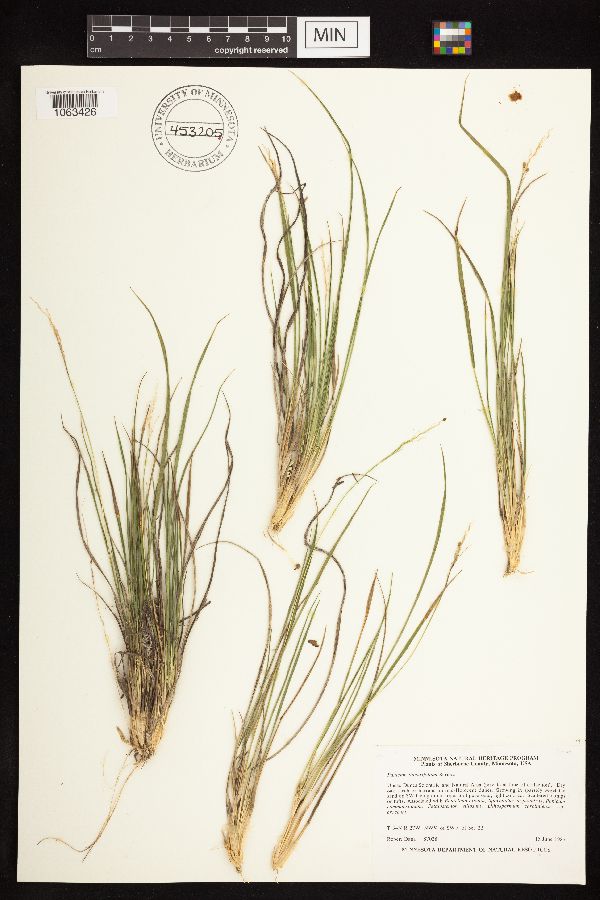 Dichanthelium perlongum image