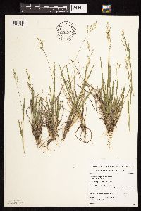 Dichanthelium perlongum image