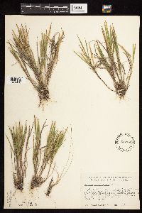 Dichanthelium wilcoxianum image