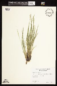 Dichanthelium perlongum image